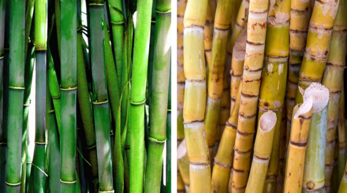 Sugar Cane Vs. Bamboo