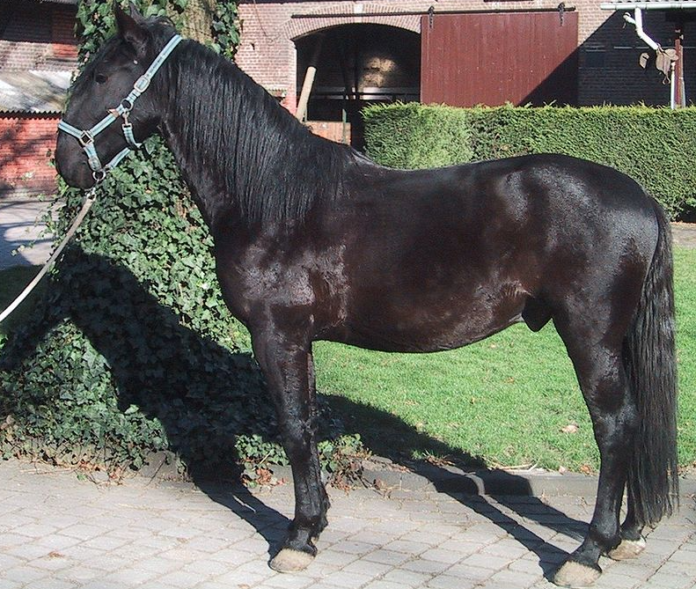 Which Breed of Horse Originated in Czechoslovakia