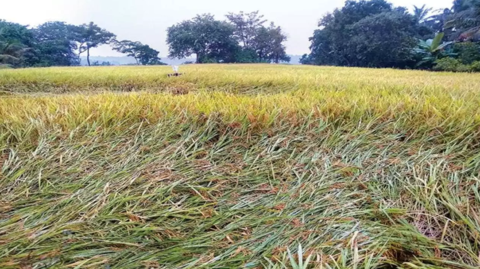 What Will Be the Effect on Paddy Crop