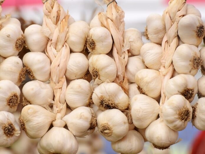 Types of Garlic