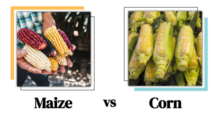What is the Difference between Maize And Corn