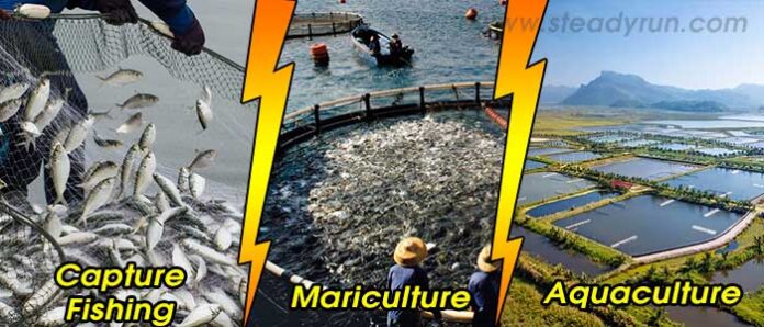 How Do You Differentiate between Capture Fishing Mariculture And Aquaculture