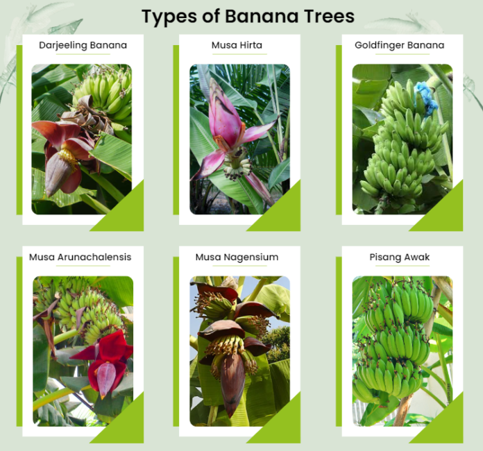 different types of banana trees