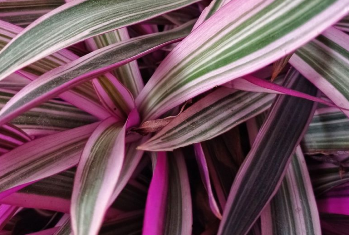 Purple And Green Leaf Plant