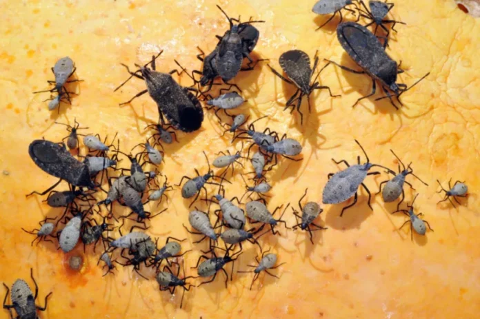 9 Things to Keep In Mind before Calling Pest Control Services