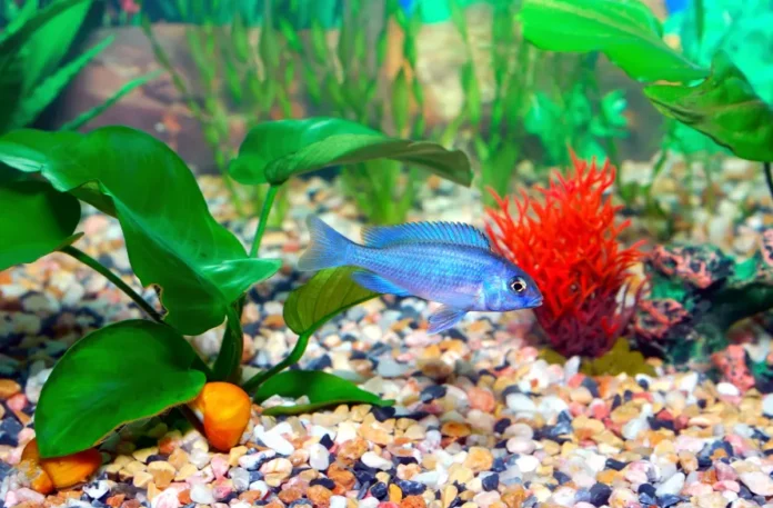 The Importance of Aquarium Filter Media for Koi Fish